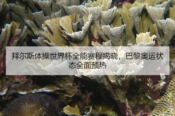 bai-er-si-ti-cao-shi-jie-bei-quan-neng-sai-cheng-jie-xiao-ba-li-ao-yun-zhuang-tai-quan-mian-yu-re-3-414.jpg